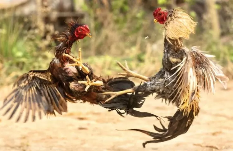 Ayam-Petarung-1-91892200