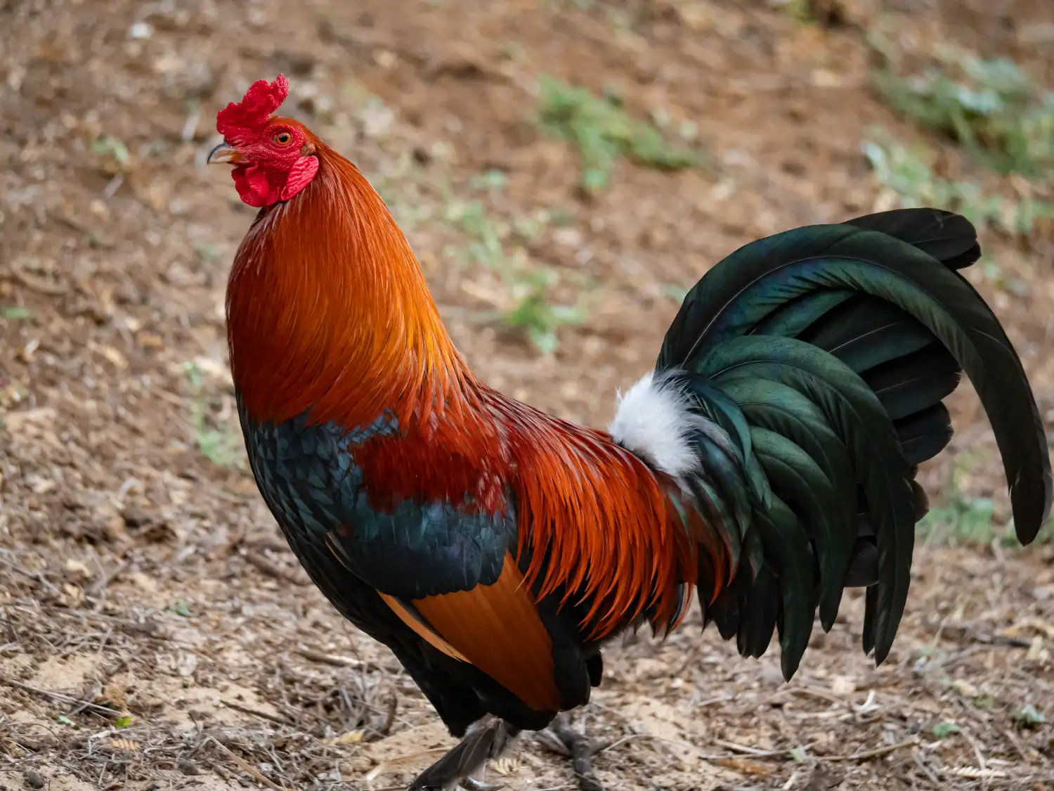 ayam-laga